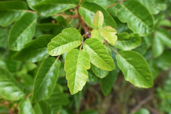 Poison Oak Control