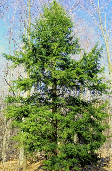 Hemlock Tree Removal