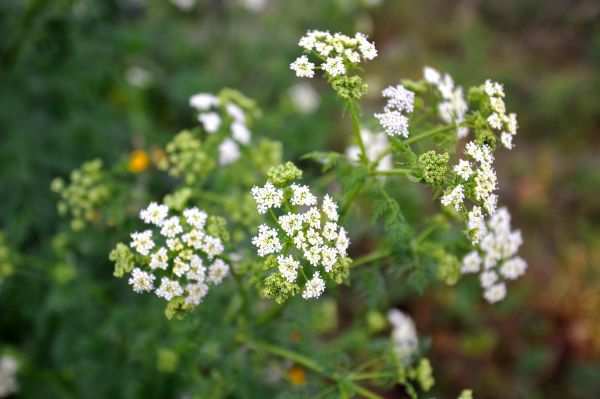 Hemlock Trimming