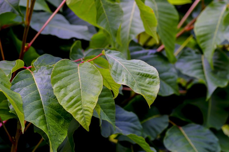 Toxic Plant Removal