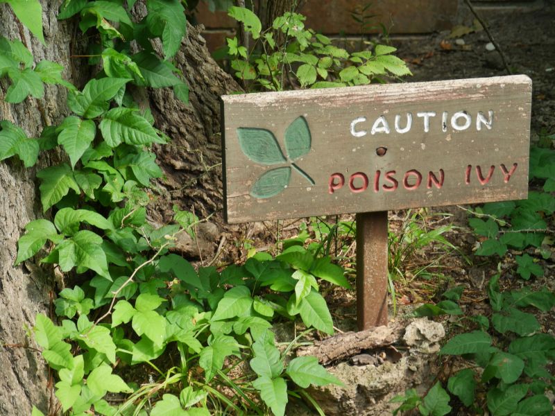 Toxic Plant Removal