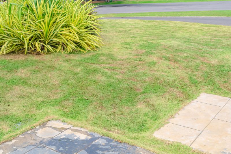 Expert Lawn Assessment