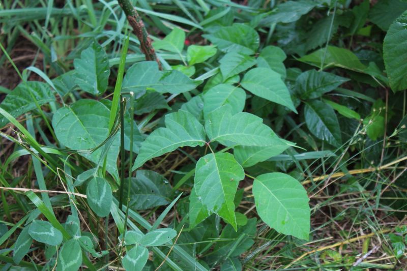 Poison Ivy Removal in Bel Air, MD