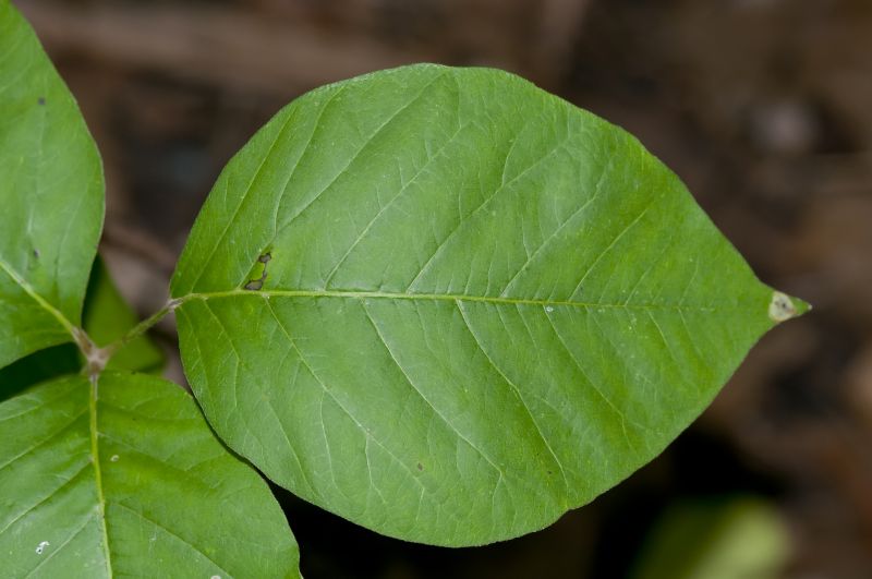 Poison Ivy Removal in Honolulu, HI