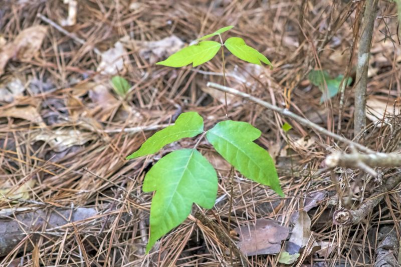 Poison Oak Removal in Wilmington, DE
