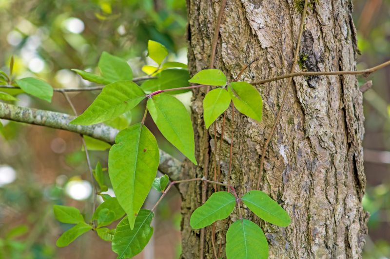 Poison Oak Removal in West Chester, PA